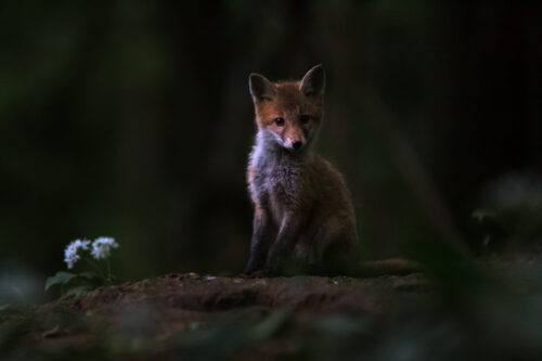 Fox