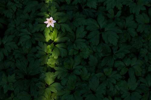 Wood anemone